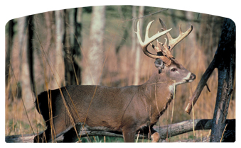 DACRO-302 White Tail Crusing